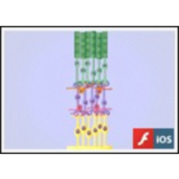 Receptive Fields in the Retina icon