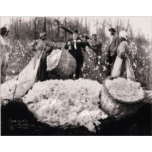 Whites in the Land of the Blues: Ethnicity, Race and Class in the Mississippi Delta icon