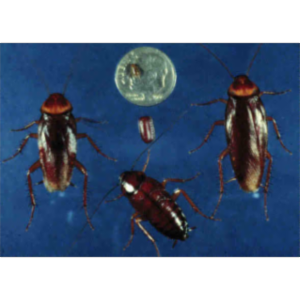 The Cockroach: A Model Sysyem icon
