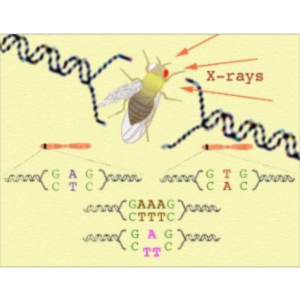 Mutations and Genetic Information icon