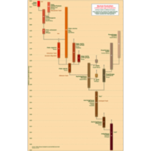 Handprint:  Human Evolution