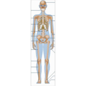 BBC Science and Nature:  Human Body and Mind icon