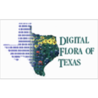 Vascular Plant Image Library - Digital Flora of Texas icon