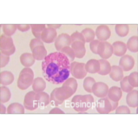 Blood Cells icon