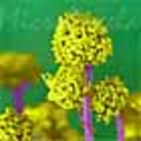 MicroAngela's Electron Microscope Image Gallery