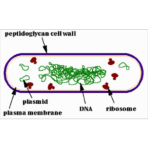 Introduction to Bacteria