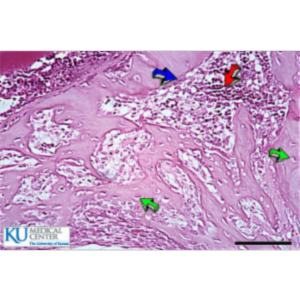 Bone Histology