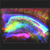 The Brain from Top to Bottom icon