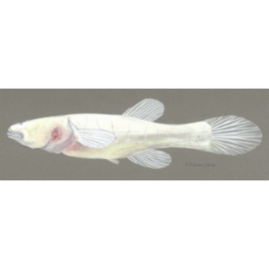 Animal Diversity Web icon