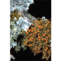 Lichens of North America icon