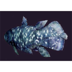 Fish Out of Time icon