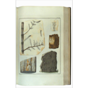 Links for Palaeobotanists icon