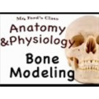 The Skeletal System : Bone Modeling (07:04) icon