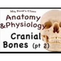 The Skeletal System : Cranial Bone pt 2 (07:06)