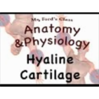 Joints and Articulations : Hyaline Cartilage (08:02)