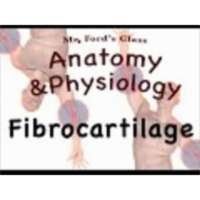 Joints and Articulations : Fibrocartilage (08:03)