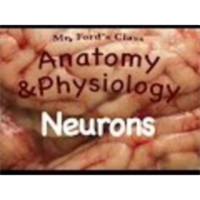The Nervous System : Neurons (10:02) icon