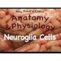 The Nervous System : Neuroglia Cells (10:04)