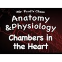 The Cardiovascular System : Chambers in the Heart (14:03) icon
