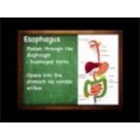 The Digestive System : The Throat (18:03) icon