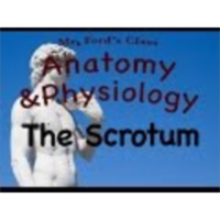 The Male Reproductive System : The Scrotum (19:03) icon