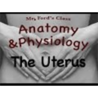 The Female Reproductive System : The Uterus (20:03) icon