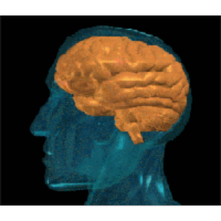 The Brain & the Actions of Cocaine, Opiates, and Marijuana icon