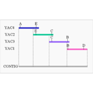 Bioinformatics and Molecular Biology icon