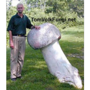 Tom Volk's Fungi