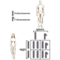 The Biology Project: Human Biology icon