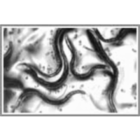 From Microscopy Images to Models of Cellular Processes icon