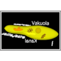Življenje pod mikroskopom