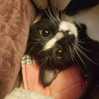 Lori Ellens Manuel, Ed.D.